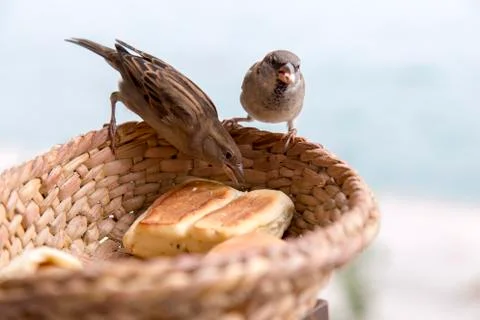 Birds and bread Fotos Stock