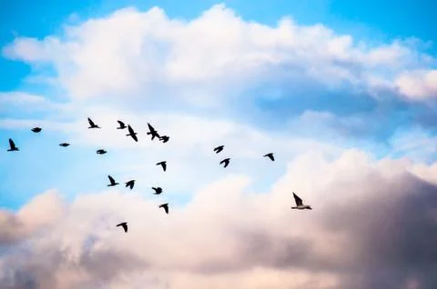Birds and clouds Stock Photos