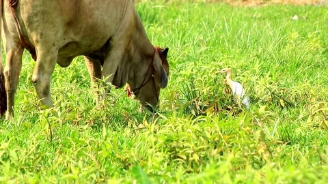 Birds and cow Stock Footage 79743598