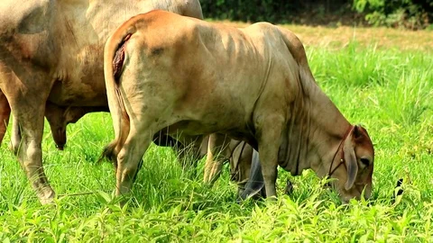 Birds and cow Stock Footage 79743855