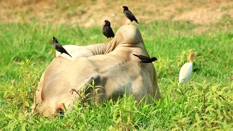 Birds and cow Stock Footage 79743864
