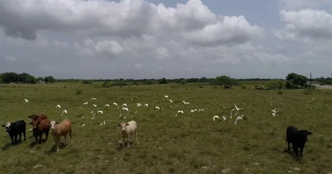 Birds and cows 動画素材 75502539