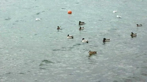 Birds and different ducks sleeping on water Video stock 679042