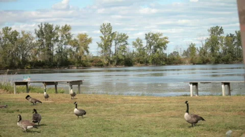 Birds and empty park Видео 847012