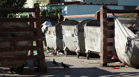 Birds and Garbage at Dumpsters Stock Footage 46111256