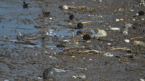 Birds and garbage Stock Footage 103478479