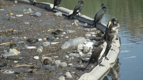 Birds and garbage Stock Footage 103480170