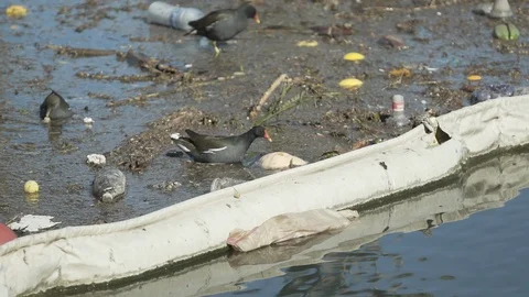 Birds and garbage super slowmotion Video stock 103480168