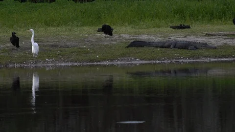 Birds and gators Stock Footage 102413703