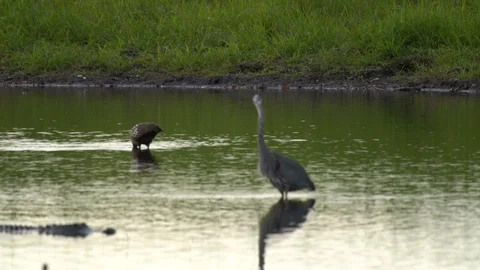 Birds and gators Stock Footage 102416408