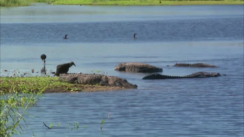 Birds and gators Stock Footage 167343642