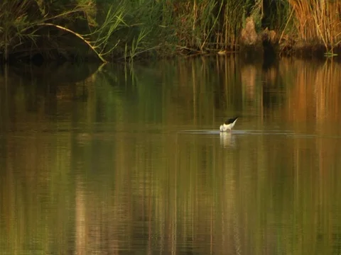 Birds and hippo's 库存影片 126086426