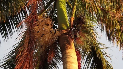 Birds and palm tree nuts Stock Footage 130884561