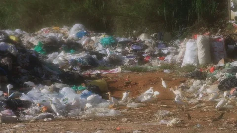 Birds and plastic pollution Stock Footage 128020552