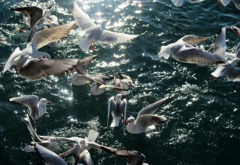 Birds and sea Stock Photos