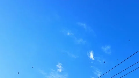 Birds and Sky. Stock Footage 329908401
