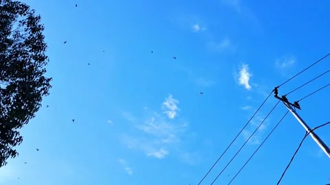 Birds and Sky. Stock Footage 329908419