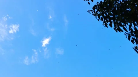 Birds and Sky. Stock Footage 329908421
