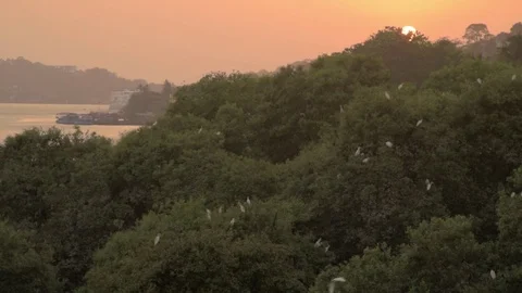 Birds and sunset Video stock 76594761