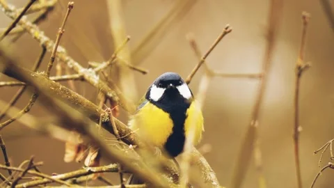 Birds and tree branches Stock Footage 220104859