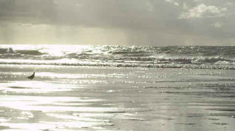 Birds and waves Slow Motion Stock Footage 42702353