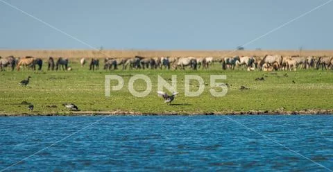 Birds and wild horses at Oostvaardersplassen nature reserve in the Netherlands Stock Photos