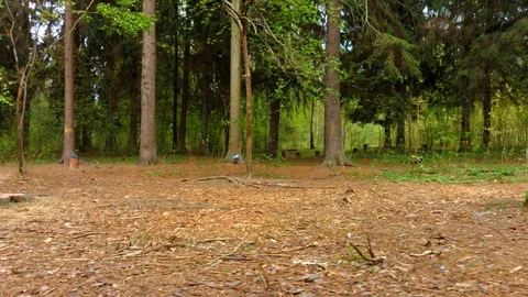 Birds are afraid of flying drones in the forest. Video stock 129815499
