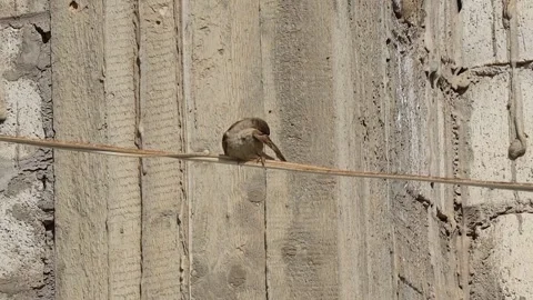 Birds are basking Stockbeeldmateriaal 245724388