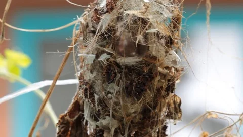 Birds are building nests. Stock Footage 80322151