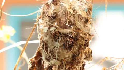 Birds are building nests. Video stock 80322299