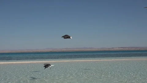 Birds are diving for small fish in undeep water of Umluj in Saudi Arabia Stock Footage 125838664