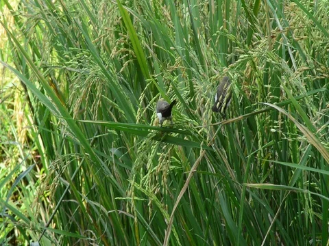 Birds that are eating in the fields Stock Footage 76039867