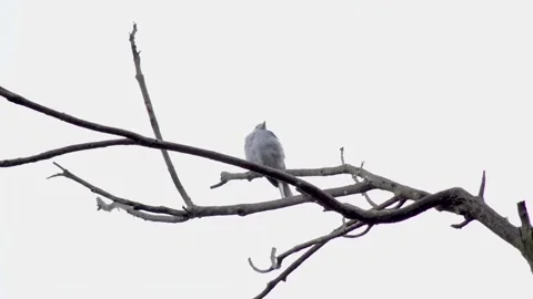 Birds are enjoying the rain Stock Footage 211700612