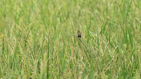 Birds that are in the fields Stock Footage 76234523