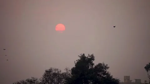 Birds are flying during sunset in clouds Stock Footage 319999819