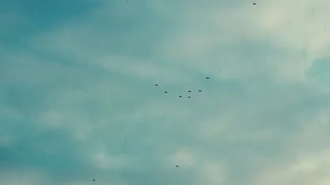 Birds are flying in the sky Stock Footage 238633764