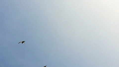 Birds  are flying under blue sky upon homes and plants, pigeon are spreading  Stock Footage 153205575
