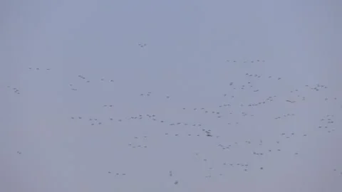 The birds are mostly black and white 스톡 동영상 313443764