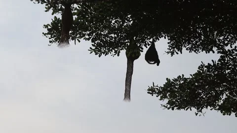 Birds are nesting with grass on the trees isolated on blue sky background Stock Footage 152598043