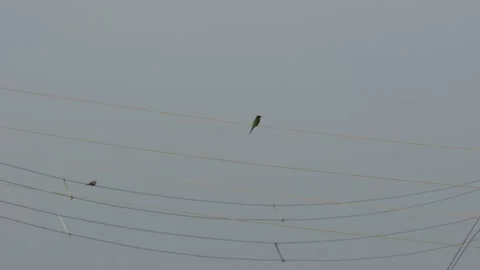 Birds are perched on wire Stock Footage 316242503