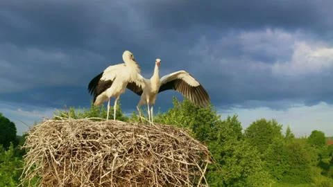 The birds are preparing for the wintering flight. White stork (Ciconia ciconia). Stock Footage 157885388
