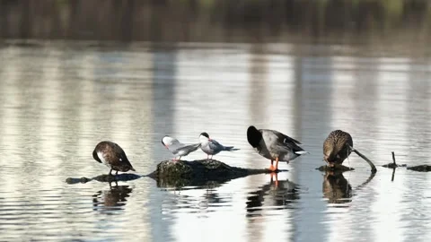Birds are sitting on a log Stock Footage 274797681