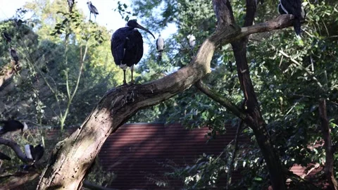 Birds are sitting on trees Stock Footage 288005061