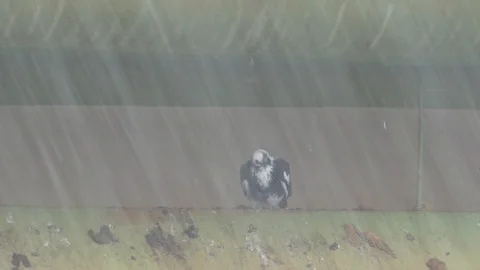 Birds are under the rain inside the roof. 動画素材 94617563