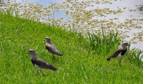 Birds Argument Stock-Fotos