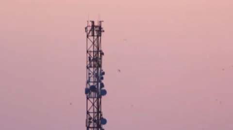 Birds around tower Stock Footage 48269958