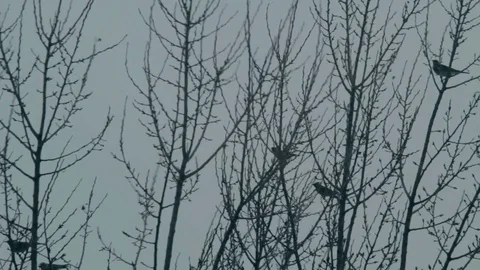The birds arrive and then fly away from the tree crown Stock Footage 81322611
