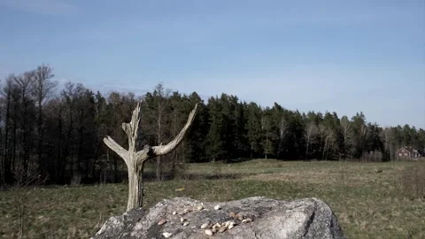 Birds arrive from the background to land. Video stock 295818143