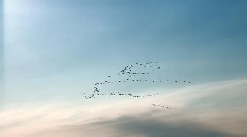 Birds arrive from distant countries. Flocks of birds Stock Photos