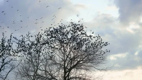 Birds arriving on a tree Stock Footage 123234358